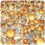Псилоцибиновые (галлюциногенные)  грибы Psilocybin "Golden Teacher" в Сердобске