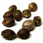 Семена марихуаны АК-47  (Seeds AK-47) в Сердобске